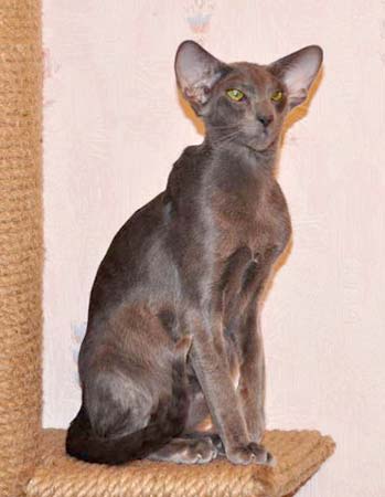 Felitan Austin (ORI a), oriental male cat