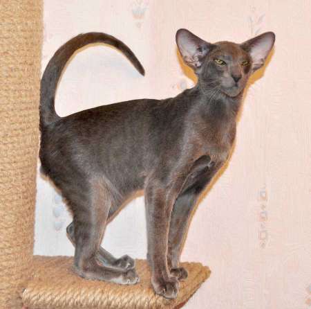 Felitan Austin (ORI a), oriental male cat