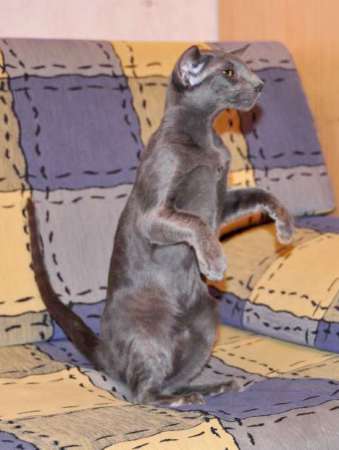 Felitan Austin (ORI a), oriental male cat