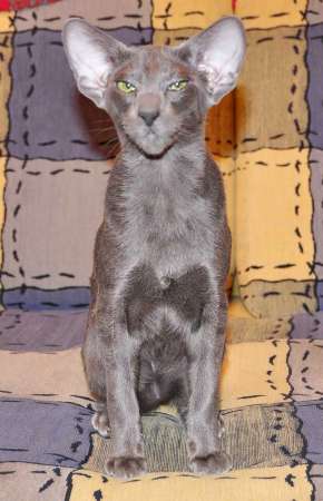 Felitan Austin (ORI a), oriental male cat