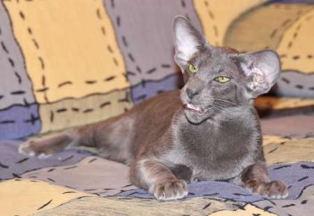 Felitan Austin (ORI a), oriental male cat