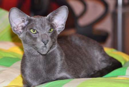 Felitan Austin (ORI a), oriental male cat