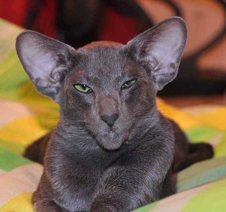 Felitan Austin (ORI a), oriental male cat